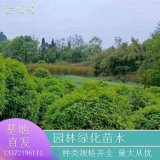 苗圃供應(yīng)地籠桂花 規(guī)格齊全 綠化工程苗 園區(qū)道路觀賞苗