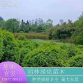 苗圃供應(yīng)地籠桂花 規(guī)格齊全 綠化工程苗 園區(qū)道路觀賞苗