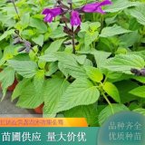 鼠尾草 花壇布置 景觀綠化 美化家居環(huán)境觀賞價(jià)值高 開花多