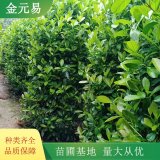 苗圃出售構(gòu)骨苗 規(guī)格齊全 生長旺盛 綠化栽植苗木