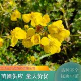 金露梅 花鏡花壇造景工程苗庭院觀花綠植 地被綠化苗