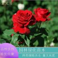 基地直供豐花月季 耐熱多季節(jié)開花植物花卉盆栽庭院公園