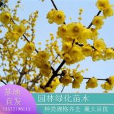 基地直供臘梅叢生 盆栽地栽梅花樹苗 觀花植物 庭院公園綠化