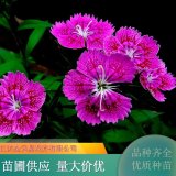 五彩常夏石竹苗 道路花壇色塊苗 花色豐富 庭院別墅盆栽觀賞