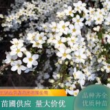 噴雪花苗 庭院別墅小區(qū)道路觀賞花卉 園林綠化工程苗