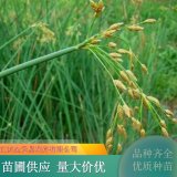 花葉水蔥 水蔥小苗 濕地河道公園綠植 易成活栽種工程項(xiàng)目可用