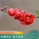 苗木出售贴梗海棠 庭院公园马路绿化 规格齐全 易成活