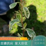 小丑火棘 園林景觀配植工程苗 庭院露地觀賞植物