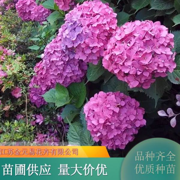 绣球花价格