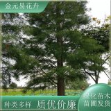 苗圃出售池杉 易成活 园林景观街道公园绿化工程行道树