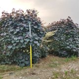 朱瑾别名朱愍哥 景区公园观赏性配植花坛花镜苗 园林绿化造景苗