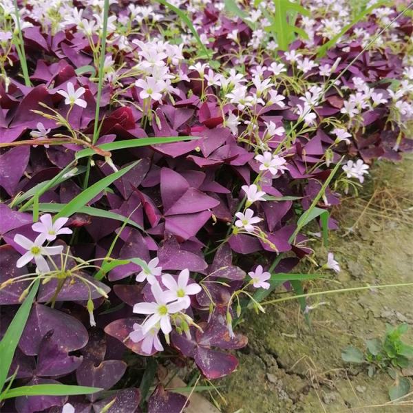 紫葉大花芙蓉醡漿草