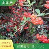 火棘球小苗 彩叶苗木小区庭院景观栽植苗 绿化工程苗