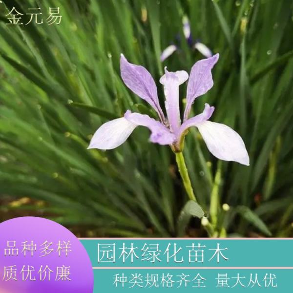 馬蘭花圖片