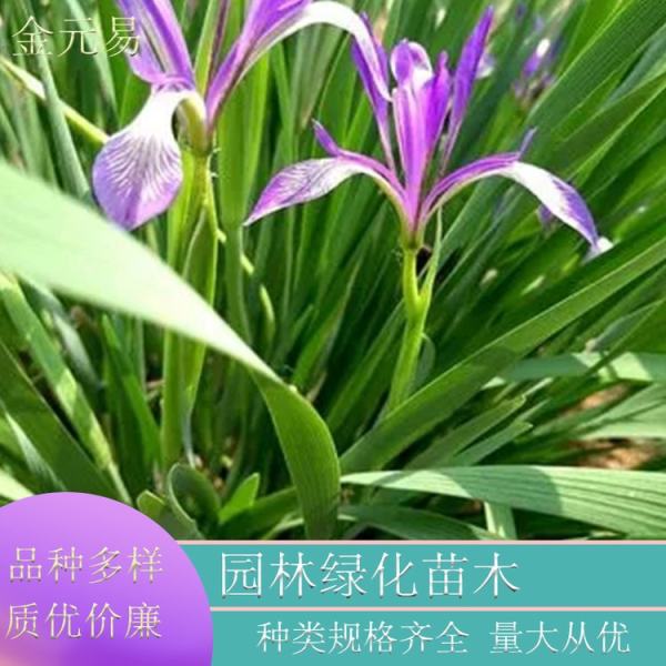 馬蘭花圖片