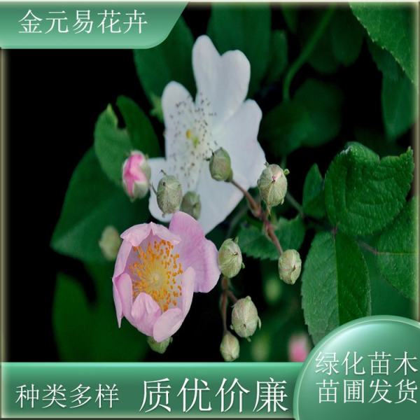 野薔薇價格