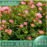 苗圃出售野薔薇 花量大庭院花壇種植觀賞園林造景工程苗