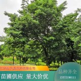 苗木出售櫸樹 公園道路風(fēng)景綠化樹 堅固耐用 樹形優(yōu)美