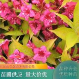 金叶锦带花 花园地被花苗庭院别墅种植观赏园林绿化植物