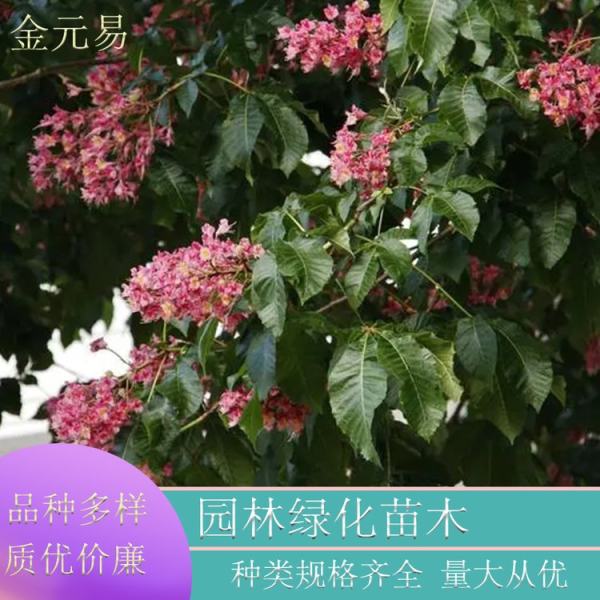 歐洲七葉樹(shù)紅