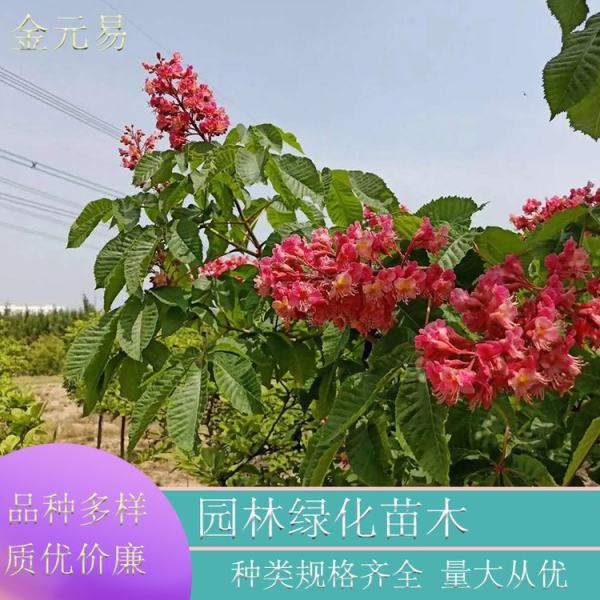 歐洲七葉樹(shù)紅