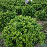 基地供应 花叶海桐球 景区造景栽植观赏苗 绿化配植工程苗