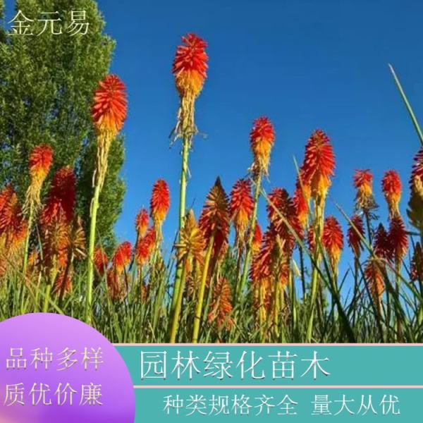 火炬花圖片