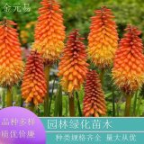 基地直供 火炬花 花園盆栽綠地觀賞花卉 庭園花鏡背景栽植