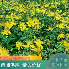 金丝桃小苗 阳台庭院盆栽观赏性植物 根系旺盛 易成活