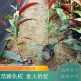 红背桂小苗 四季常绿 花镜切花材料小区公园盆栽绿篱植物