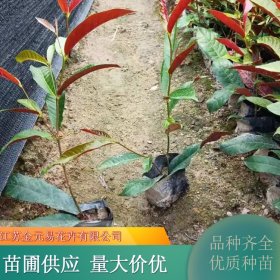 红背桂小苗 四季常绿 花镜切花材料小区公园盆栽绿篱植物