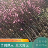 基地直供紅梅 濃香型 耐寒力強(qiáng) 品種齊全優(yōu)質(zhì)好