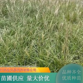 基地直供玲珑芒 小区园林地被点缀根系发达 规格齐全