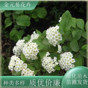 苗圃出售柔毛绣线菊 易成活 庭院花园道路花坛绿化 观赏性高