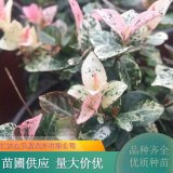 花葉絡(luò)石苗 花園盆栽 工程綠化用苗 種類齊全 盆景盆栽觀賞苗