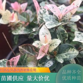 花叶络石苗 花园盆栽 工程绿化用苗 种类齐全 盆景盆栽观赏苗