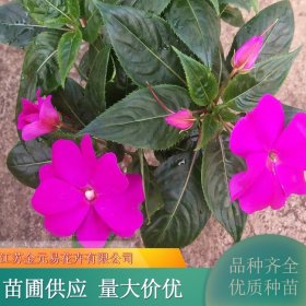 苗木出售非洲凤仙 花型丰满 货源充足 用于庭院栽植 色彩绚丽