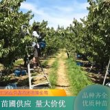 車?yán)遄?南北方種植易成活 果實紅甜可口 規(guī)格齊全