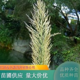 基地出售蓝钢草 校园草坪绿化 护坡园林道路绿化草苗