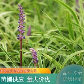 金边麦冬 观赏类草花 庭院小区市政道路绿化工程种植