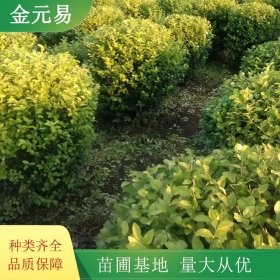 连翘绿化造景栽植苗 生长旺盛 园林工程苗 庭院美化苗木