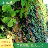 基地供應(yīng)常春藤 墻架棚體栽植綠化苗 生長(zhǎng)旺盛 根系好地被苗