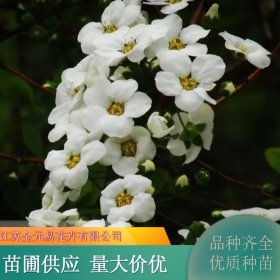 珍珠绣线菊 雪柳枝条 耐旱耐寒 东北喷雪花 园林道路绿化工程苗