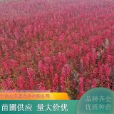 彩葉豆梨秋火焰 耐寒美觀 易成活 園林造景行道樹