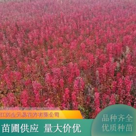 彩叶豆梨秋火焰 耐寒美观 易成活 园林造景行道树