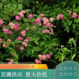 粉花繡線菊 庭院綠化觀賞 花期長 品種齊全 花園花鏡栽植