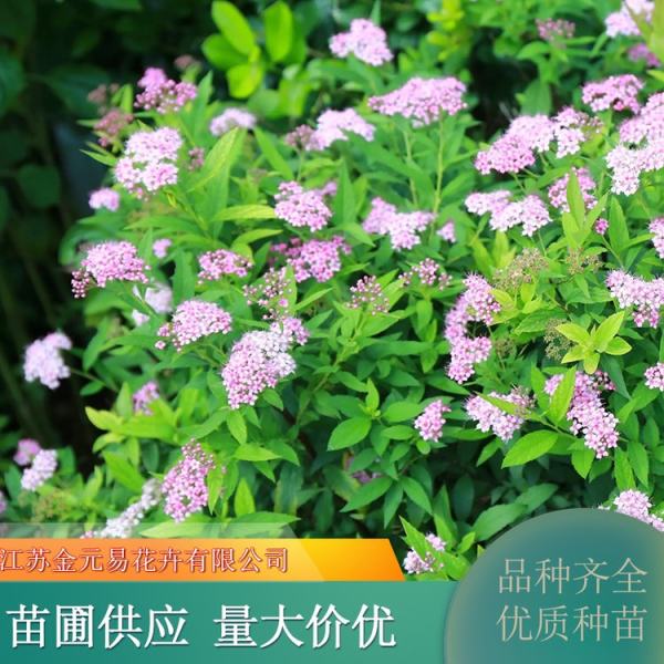 粉花绣线菊价格