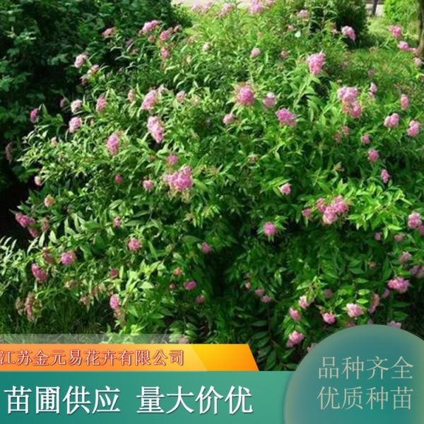 粉花绣线菊价格