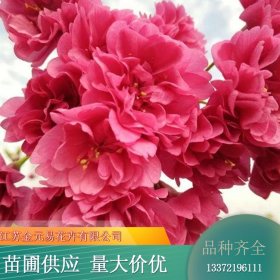 苗木出售绯红晚樱 自然风景区山区景观配植 城市公园园区绿化花苗