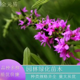 千屈菜 花苗水生植物耐寒耐旱 四季易种花卉庭院阳台种植工程绿化